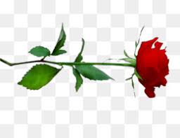 Ini adalah koleksi background undangan pernikahan yang bisa langsung anda download. Undangan Pernikahan Template Unduh Gratis Putih Pernikahan Upacara Pasokan Pola Pernikahan Logo Gambar Png