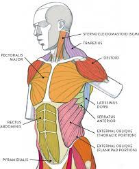 Maybe you would like to learn more about one of these? Muscles Of The Neck And Torso Classic Human Anatomy In Motion The Artist S Guide To The Dynamics Of Figure Drawing