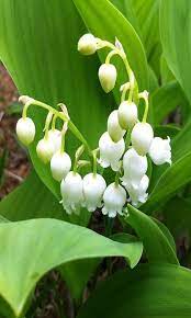 Download lily of valley hd lwp 1.13 and all version history for android. Lily Of The Valley For Android Apk Download