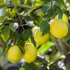 Citron Meyer Citronnier Remontant Palmiers Et Compagnie