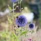 Petal Power: Pollinator Friendly Plants - A... event in Manchester