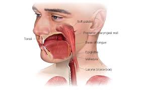 Like every other type of surgery, throat cancer surgery also carries extensive risks such as the possibility of blood clots, infections, complications arising out of anaesthesia, and even pneumonia. Oropharyngeal Cancer Introduction Head And Neck Cancer Types Head And Neck Cancer Australia