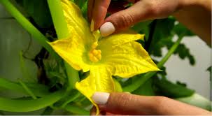 Tomatoes grown in the aerogarden should be pruned early and often in order for them to grow full and bushy, as well as to flower prolifically. Flowers But No Fruit Try Hand Pollination