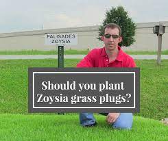 You could install zoysia grass yourself. How To Plant Zoysia Grass Plugs Houston Grass South