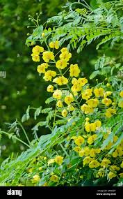 Image result for Caesalpinia decapetala