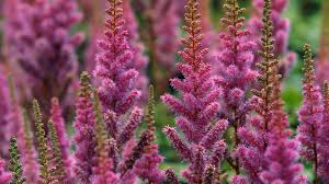 Pflanzen, die wenig wasser brauchen und trockenheitsresistent sind, werden bei gartenneuanlagen, neubepflanzungen und modifizierungen bodendecker die wenig wasser benötigen. Passende Pflanzen Fur Den Schattigen Garten Ndr De Ratgeber Garten