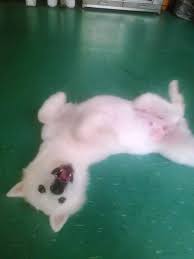 Hara Happiness Animal Rescue Alliance Pauline