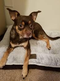 Favorite this post jun 23 male chihuahua pekingese mix White Min Pin Chihuahua Mix Novocom Top
