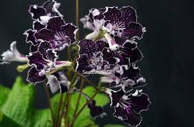 Image result for Streptocarpus solenanthus × eylesii
