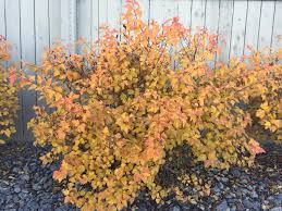Dart's gold ninebark features showy clusters of white flowers at the ends of the branches from late spring to early summer. Dart S Gold Ninebark Physocarpus Sunstar Nurseries Ltd Facebook