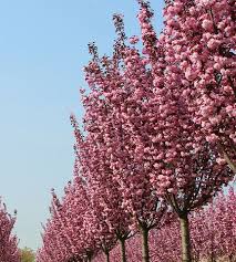 The delicate but profuse blossoms have made this tree dear to japanese hearts and to american hearts as well—yoshino is one of the big players in our capital's famous cherry blossom festival each year. Flowering Cherry Mature Trees Hopes Grove Nurseries