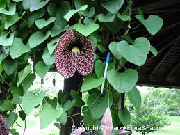 Image result for Aristolochia littoralis
