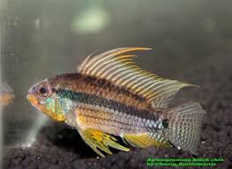 Apistogrmma Black Chin And Apistogramma Juruensis Apistogramma Com Balik