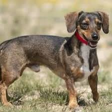 Dachshund puppies rescue colorado springs. Pin On Rescue A Pet