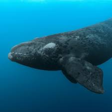 Image result for whale