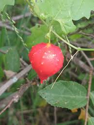 Image result for Momordica pterocarpa