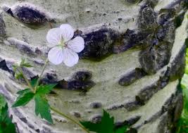 Check spelling or type a new query. Foundations Of Herbal Medicine 2020 Course The Foragers Path Flagstaff Arizona