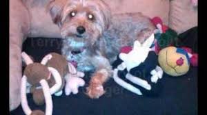 However, animals may need to be. What Is Liver Shunt In Dogs