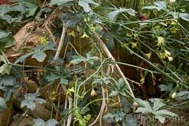 Image result for Kedrostis africana