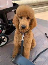 Advice from breed experts to make a safe choice. Stud Dog Akc Red Standard Poodle Breed Your Dog