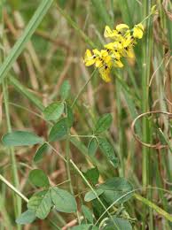 Image result for Crotalaria trichotoma