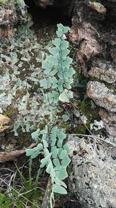 Image result for Pellaea doniana