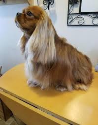 Based on her experience as a dog trainer and animal behaviorist, alexa diaz, ph.d., states that neither private nor group training is usually necessary for. Cavalier King Charles Spaniel Puppy For Sale Adoption Rescue For Sale In Nampa Idaho Classified Americanlisted Com