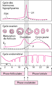 Sur le site les calendriers annuels et calendriers du mois sont aussi mentionnées de e.a. Amenorrhee Gynecologie Et Obstetrique Edition Professionnelle Du Manuel Msd