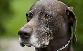How Do I Protect My Dog From Mosquitoes Adams