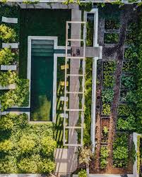 Image result for Chlorophytum bowkeri