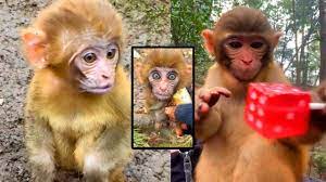 Baby Monkeys And Beautiful Monkeys Are Hungry Baby Monkey Monkey Baby