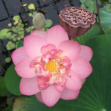 Image result for Lotus discolor
