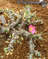 Image result for Monsonia glauca