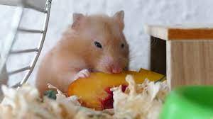 What is the best hamster food? What Can Hamsters Eat And What Can T Hamsters Eat Bechewy