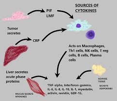 Image result for Cachexia in Cancer