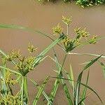 Image result for Cyperus latifolius