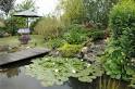 Accessoires de bassin - Plantes tang