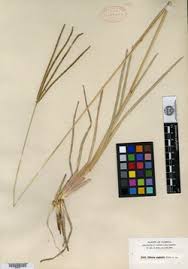 Image result for Chloris mossambicensis