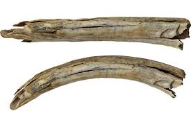 Either of the two long, pointed teeth of some animals such as elephants 2. Ancient Mammoth Tusk Found In Siberia Is Engraved With Fighting Camels New Scientist