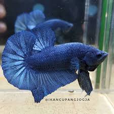 Dari hasil penyilangan tersebut, dihasilkan banyak ikan cupang jenis giant. Aneka Jenis Ikan Cupang Lengkap Dengan Harganya Blog Unik