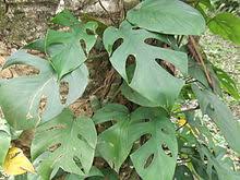 Check spelling or type a new query. Rhaphidophora Wikipedia