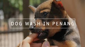You can fulfill your six hours per month requirement any way that works best for your schedule! Volunteering At The 4paws Dog Shelter In Penang Malaysia Youtube
