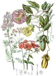 Image result for Polemoniaceae