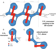 View atp synthase research papers on academia.edu for free. Bovine F1fo Atp Synthase Monomers Bend The Lipid Bilayer In 2d Membrane Crystals Elife