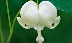 Plant Of The Week Bleeding Heart Alba Bleeding Heart Plants Shade Plants