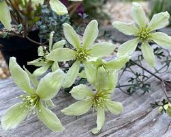 Check spelling or type a new query. Pottertons Nursery Clematis