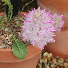Dried herbs and flowers australia. Weird And Wacky Plants Pom Pom Or Plant The Ptilotus Manglesii Is Actually A Herb Native To The Dry Sandy Soils Of Western Australia That Blooms Between September And January Producing