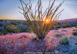 Image result for Coelachne auquieri