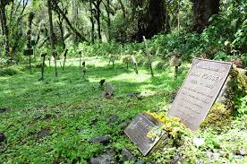 Declaración de renta, cree, nit, rut, uvt. Dian Fossey Wikipedia