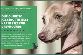 9 Best Harnesses For Greyhounds Our Walking And No Pull Picks